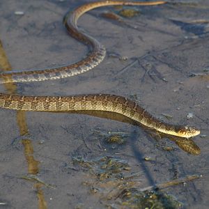 Plain-bellied Water Snake