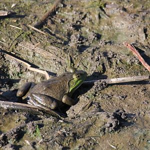 American Bullfrog