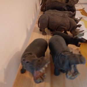 Rhinos and hippos