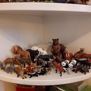 My carnivore collection