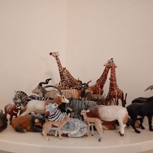 My African hoofstock collection