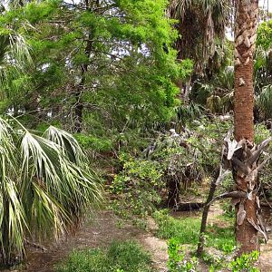 Swamp Rookery Panorama
