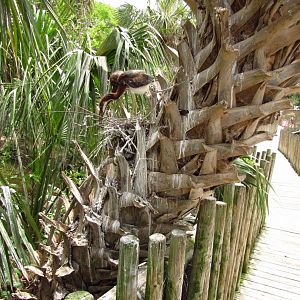 Tree With Tricolored Heron Nest