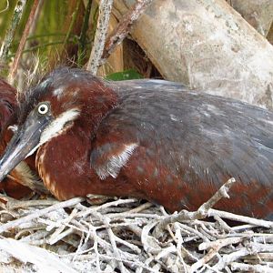 Tricolored Heron Chicks
