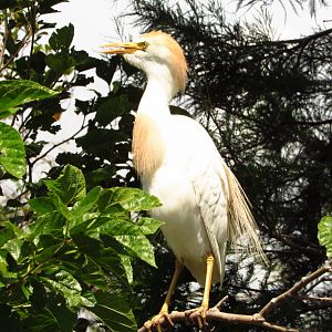 Cattle Egret