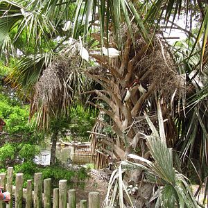 Tree With Tricolored Herons & Snowy Egrets