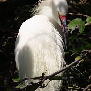 Snowy Egret Portrait