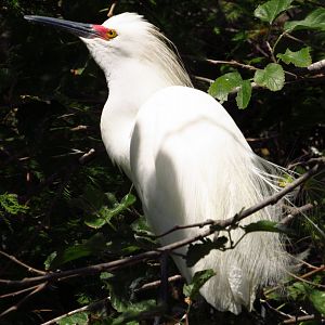 Snowy Egret