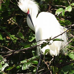 Snowy Egret Preening