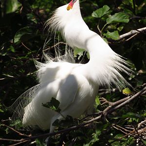 Snowy Egret Displaying