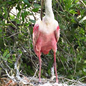 Roseate Spoonbill On Nest