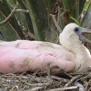 Roseate Spoonbill Chick