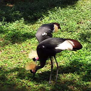 West African Crowned Cranes
