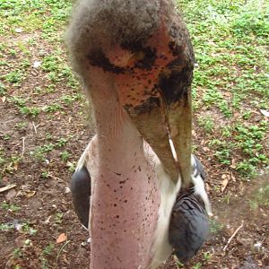 Marabou Stork Preening