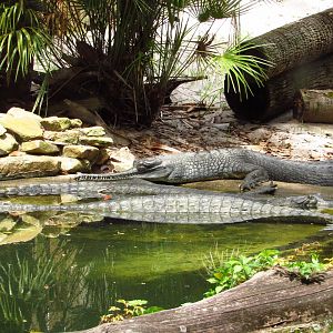 Indian Gharials