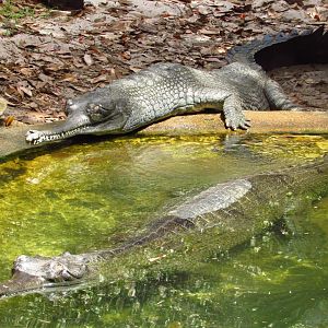 Indian Gharials