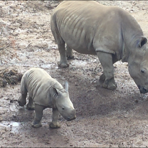 Southern White Rhinoceros Calf - Zahra