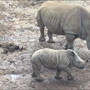 Southern White Rhinoceros Calf - Zahra