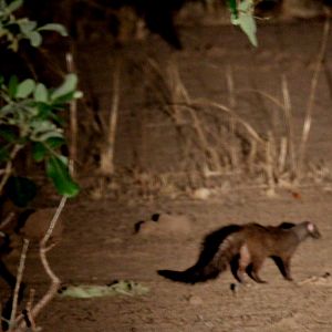 Meller's mongoose (Rhynchogale melleri)