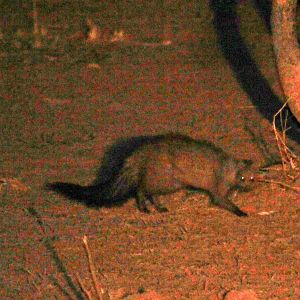 Meller's mongoose (Rhynchogale melleri)