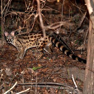 rusty-spotted genet (Genetta maculata)