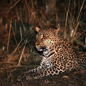 African leopard (Panthera pardus pardus)