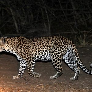 African leopard (Panthera pardus pardus)
