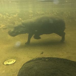 Felix the Pygmy Hippo