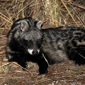 African civet (Civettictis civetta)