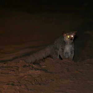 Brown Greater Galago (Otolemur crassicaudatus)