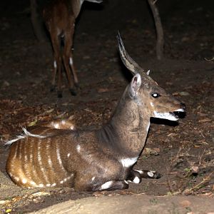 Chobe bushbuck (Tragelaphus sylvaticus ornatus)