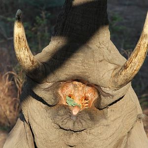 African bush elephant (Loxodonta africana)