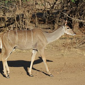 Zambezi Kudu (Tragelaphus strepsiceros zambesiensis)
