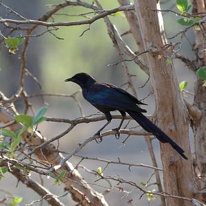Meves's Starling (Lamprotornis mevesii) ID?
