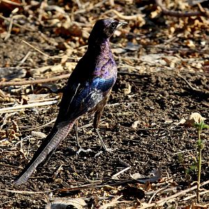 Meves's Starling (Lamprotornis mevesii) ID?