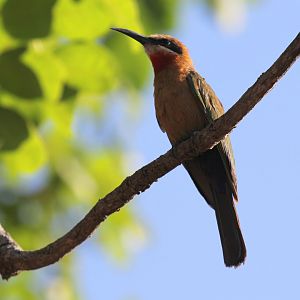 White-fronted Bee-Eater (Merops bullockoides)