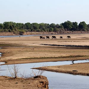 African bush elephant (Loxodonta africana)