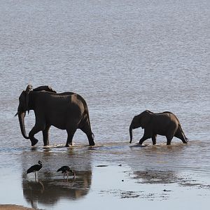 African bush elephant (Loxodonta africana)