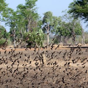 Red-billed Quelea (Quelea quelea)