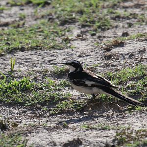 African Pied Wagtail (Motacilla aguimp)
