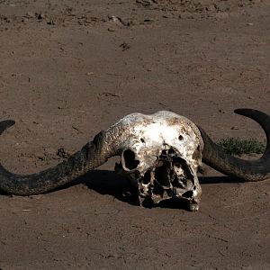 Cape Buffalo Skull