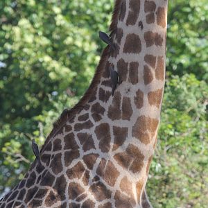 Red-billed Oxpeckers (Buphagus erythrorynchus) & Thornicroft's giraffe (Giraffa camelopardalis thornicrofti)