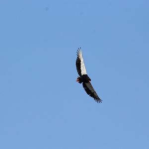 Bateleur (Terathopius ecaudatus)