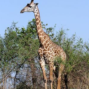 Thornicroft's giraffe (Giraffa camelopardalis thornicrofti)