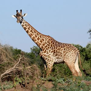 Thornicroft's giraffe (Giraffa camelopardalis thornicrofti)