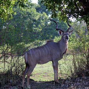 Zambezi Greater Kudu (Tragelaphus strepsiceros zambesiensis)