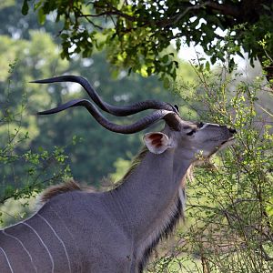 Zambezi Greater Kudu (Tragelaphus strepsiceros zambesiensis)