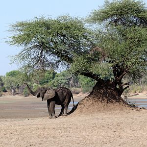 African bush elephant (Loxodonta africana)