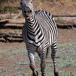 Crawshay's zebra (Equus quagga crawshayi)