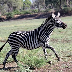 Crawshay's zebra (Equus quagga crawshayi)